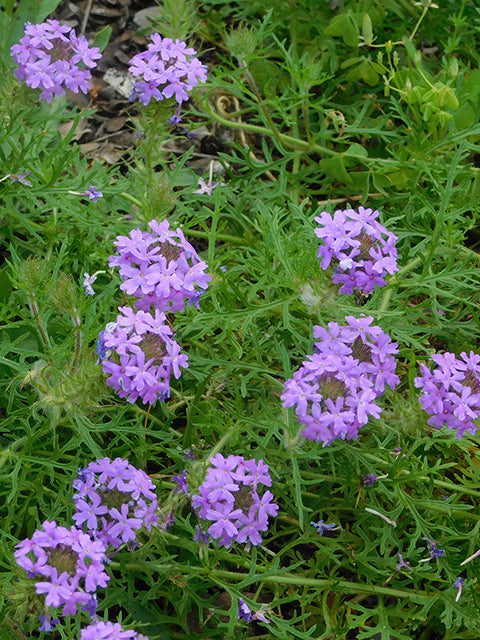 Glandularia bipinnatifida (Prairie Verbena)
