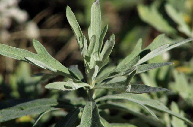 Artemisia ludoviciana (Prairie Sage)