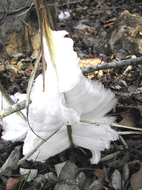 Verbesina virginica (Frostweed)