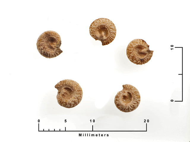 Cocculus carolinus (Carolina Snailseed)