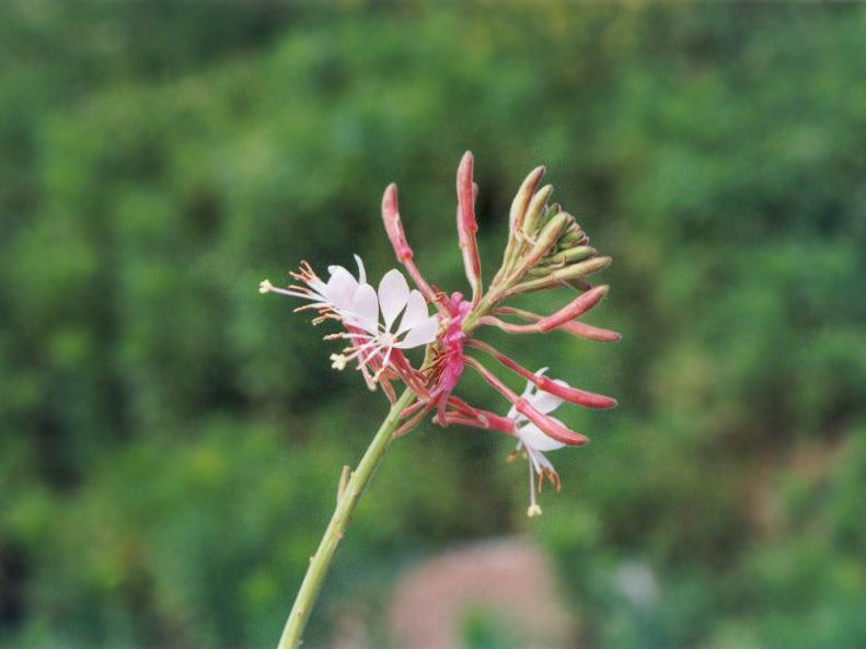 Oenothera filiformis (Large-Flowered Gaura)