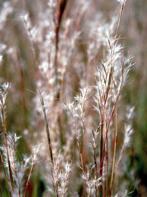 Schizachyrium scoparium (Little Bluestem)