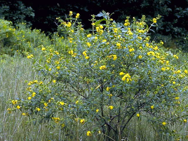 Hypericum prolificum (Shrubby St. John's Wort)
