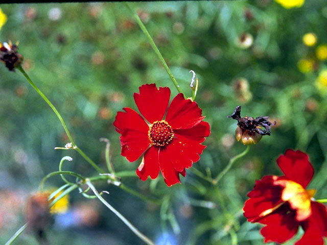 Coreopsis tinctoria (Plains Coreopsis)