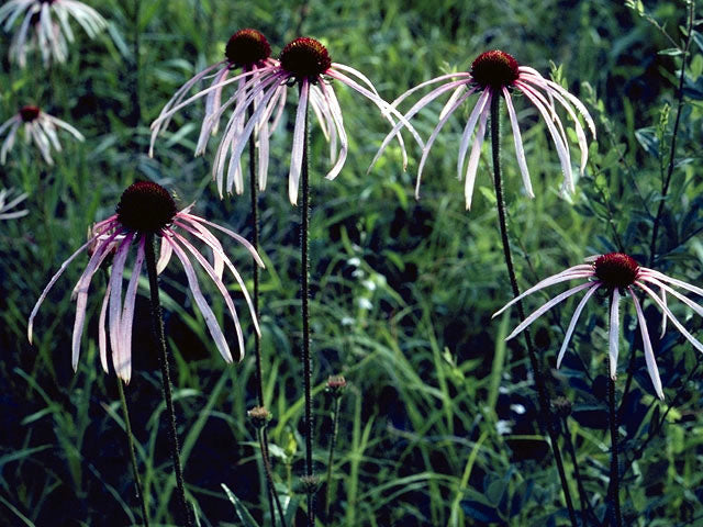 Echinacea pallida (Pale Purple Coneflower)