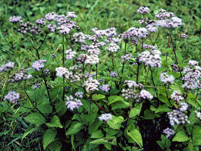 Conoclinium coelestinum (Blue Mistflower)