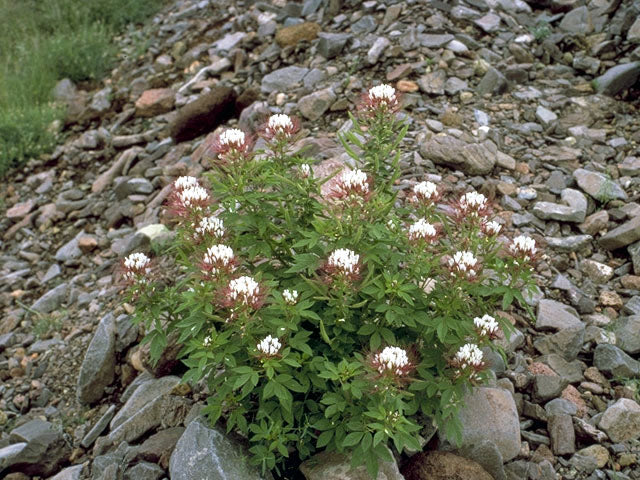 Polanisia dodecandra (Redwhisker Clammyweed)