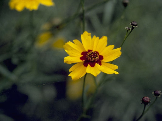 Coreopsis tinctoria (Plains Coreopsis)