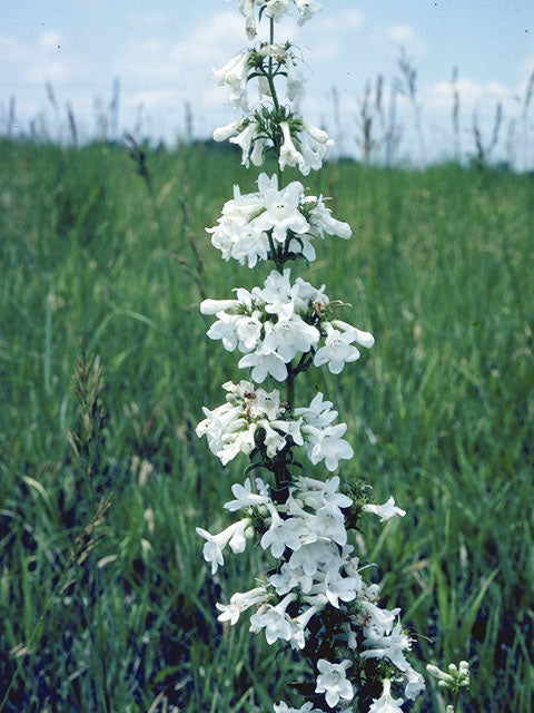 Penstemon tubaeflorus (White Wand Beardtongue)