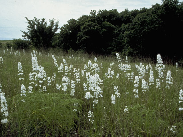 Penstemon tubaeflorus (White Wand Beardtongue)