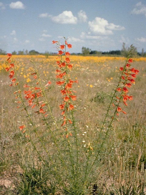 Ipomopsis rubra (Standing Cypress)