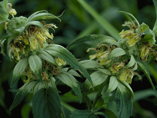 Monarda punctata (Spotted Beebalm)