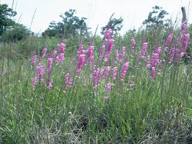 Physostegia virginiana (Obedient Plant)