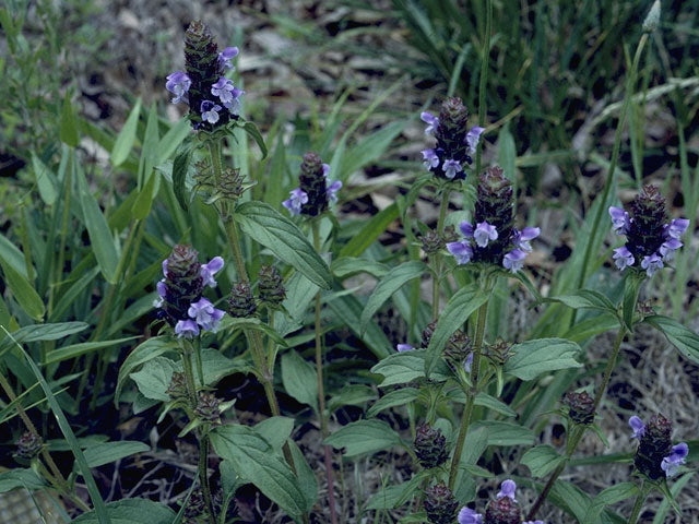 Prunella vulgaris (Common Self-Heal)