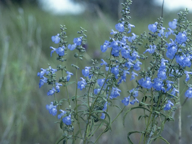 Salvia azurea (Pitcher Sage)