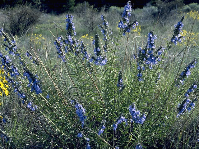 Salvia azurea (Pitcher Sage)