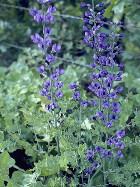 Baptisia australis (Blue Wild Indigo)