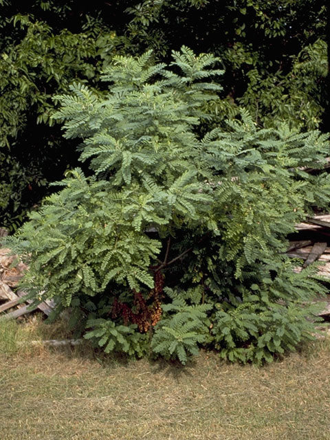 Amorpha fruticosa (False Indigo Bush)