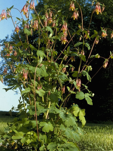 Aquilegia canadensis (Columbine)