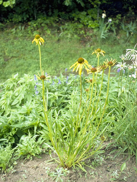 Echinacea paradoxa (Yellow Coneflower)