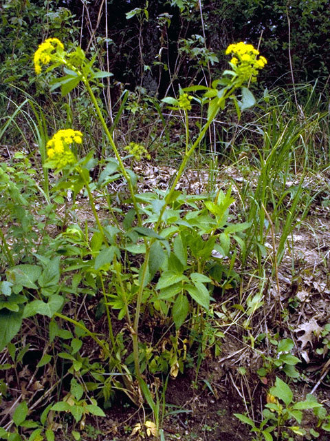 Zizia aurea (Golden Alexanders)