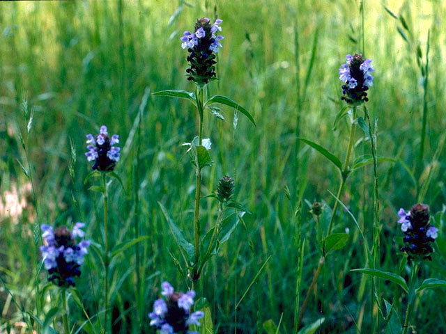Prunella vulgaris (Common Self-Heal)