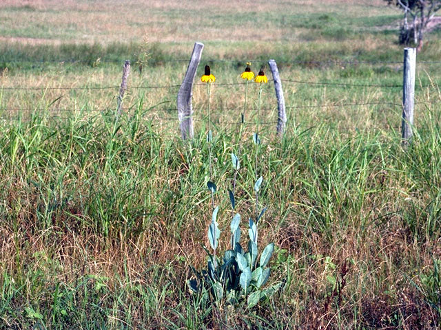 Rudbeckia Maxima (Giant Coneflower)