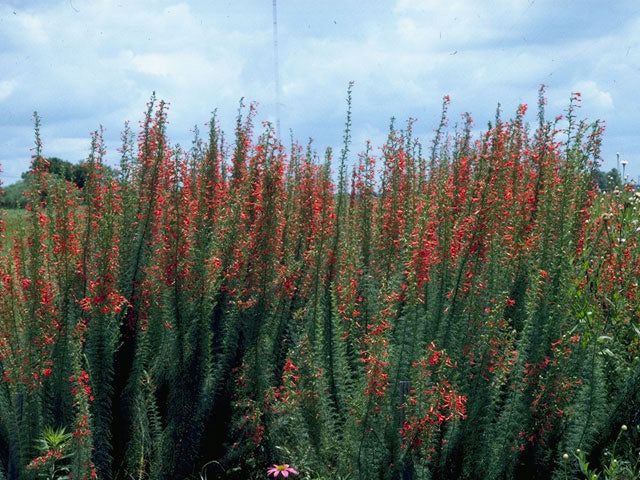 Ipomopsis rubra (Standing Cypress)