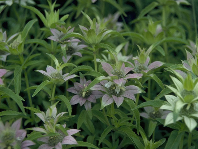 Monarda punctata (Spotted Beebalm)