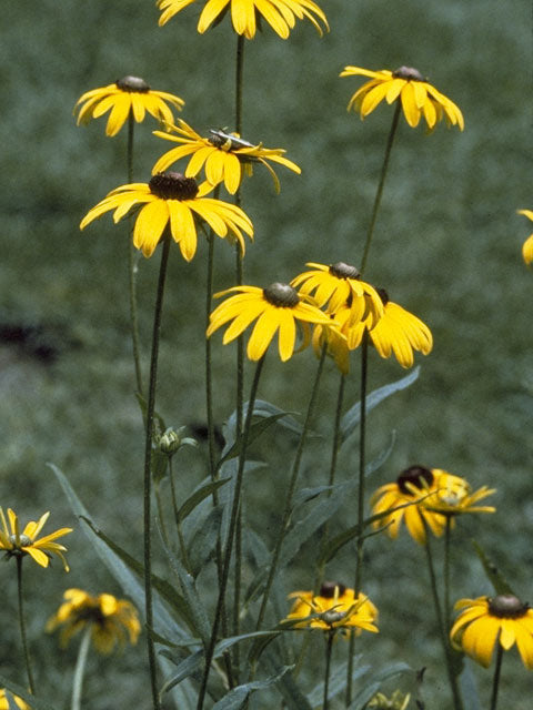 Rudbeckia fulgida (Orange Coneflower)