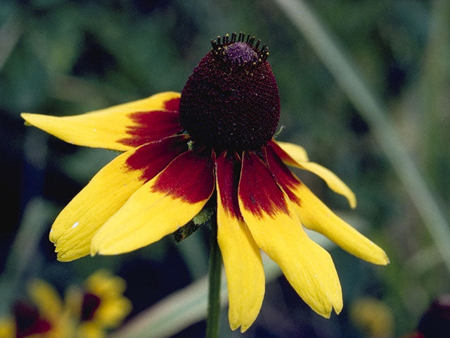 Dracopis amplexicaulis (Clasping Coneflower)