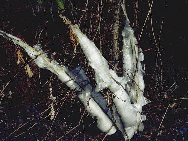 Verbesina virginica (Frostweed)