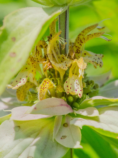 Monarda punctata (Spotted Beebalm)