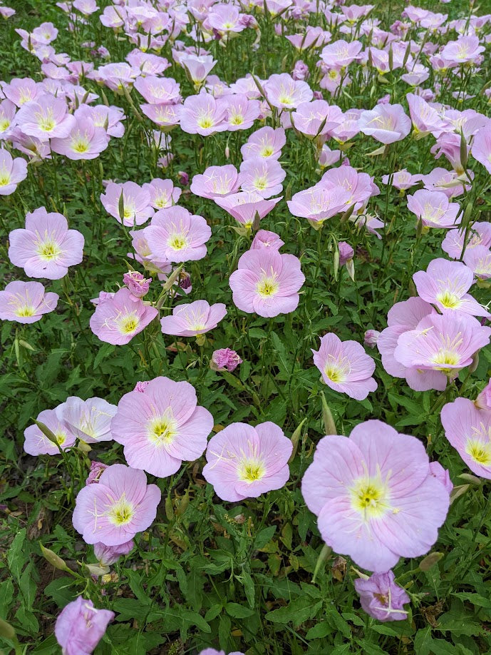 Oenothera speciosa (Pink Evening Primrose)