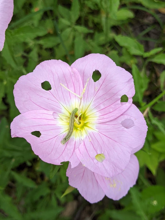 Oenothera speciosa (Pink Evening Primrose)