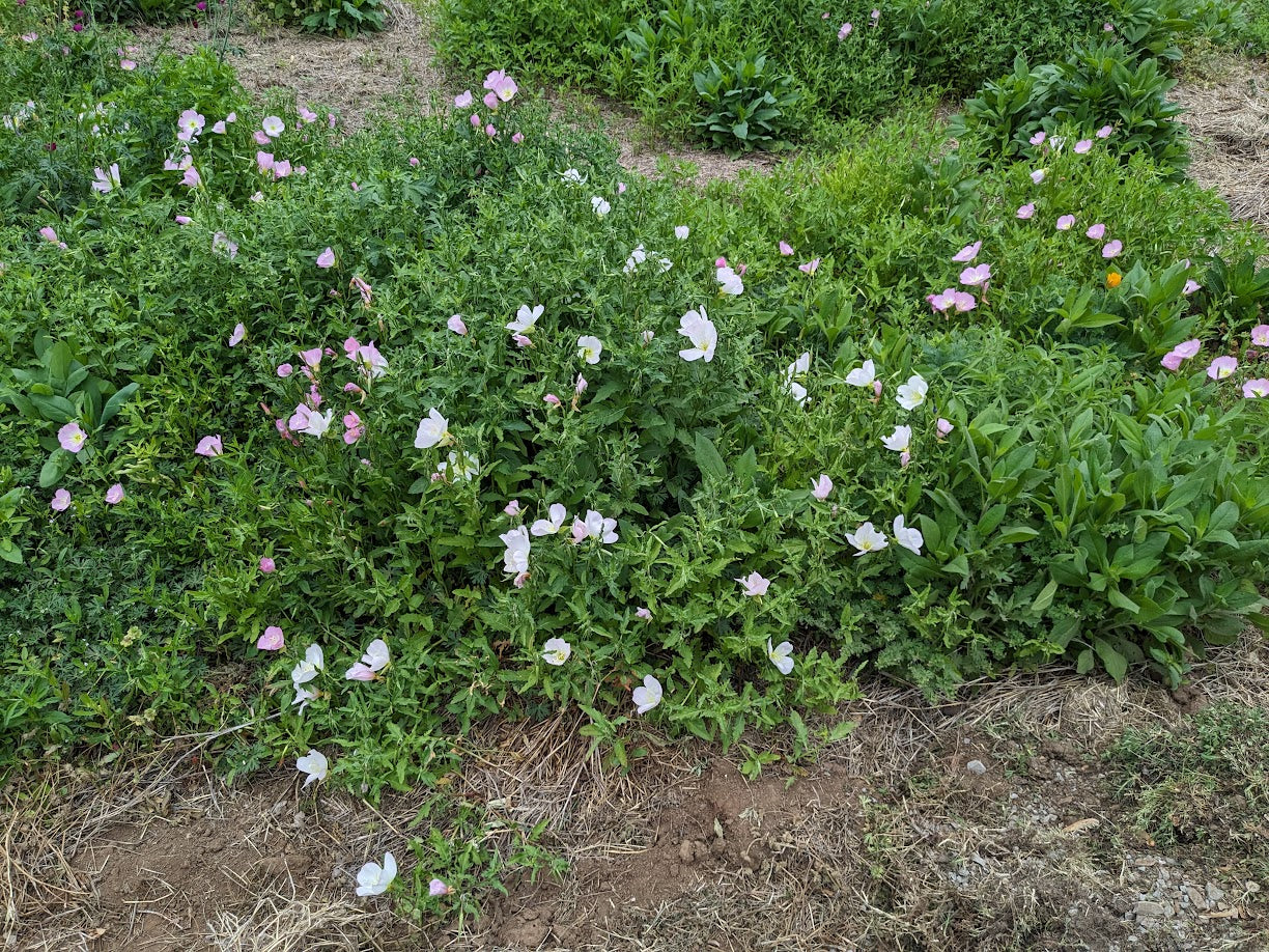 Oenothera speciosa (Pink Evening Primrose)