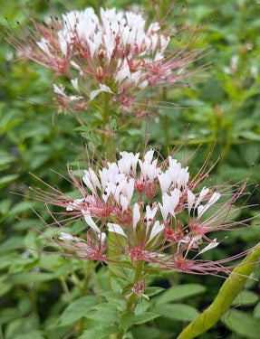 Polanisia dodecandra (Redwhisker Clammyweed)