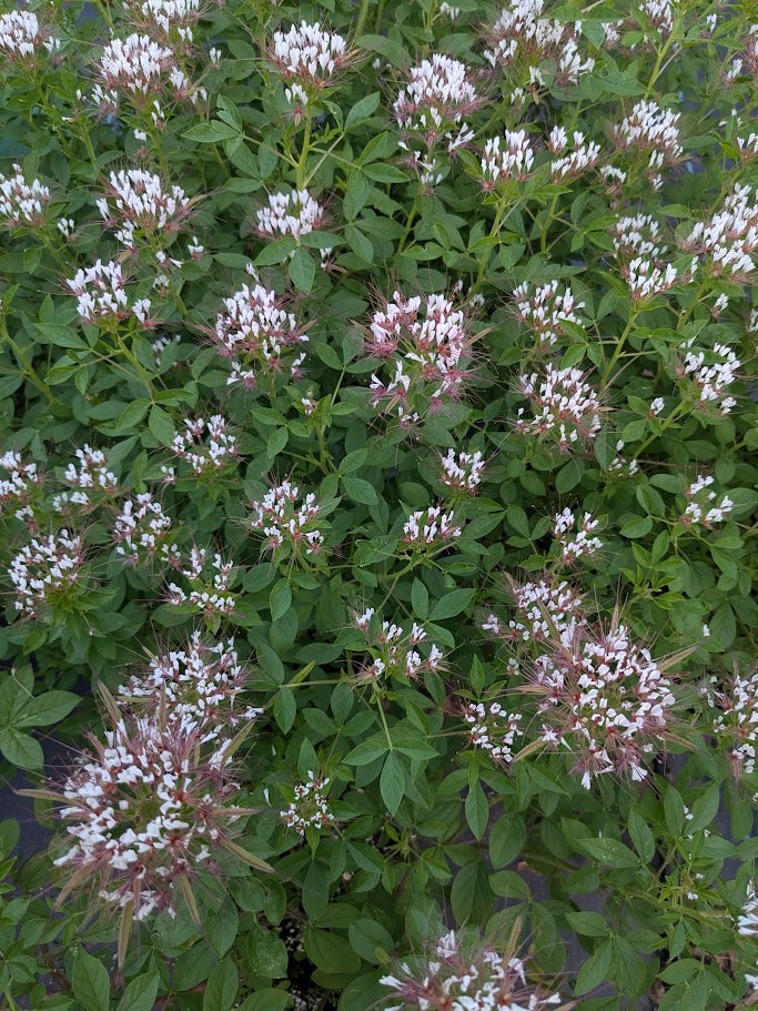 Polanisia dodecandra (Redwhisker Clammyweed)