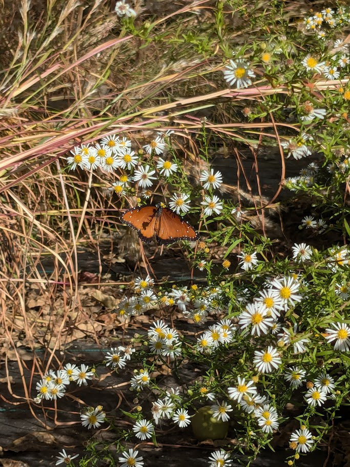 Symphyotrichum lanceolatum (White Panicled Aster)