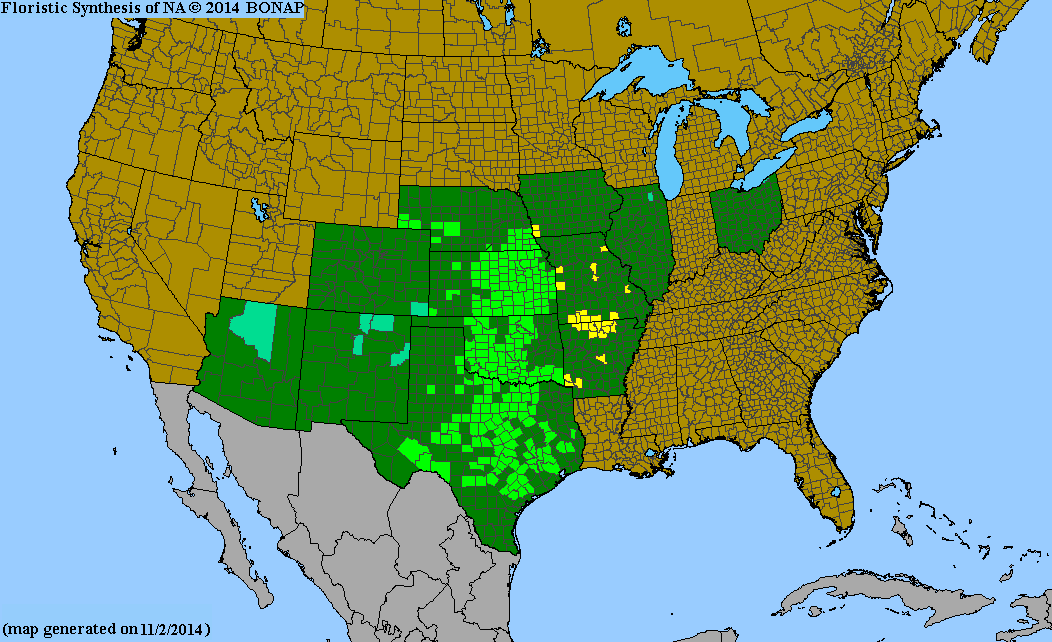 Penstemon cobaea (Prairie Beardtongue)