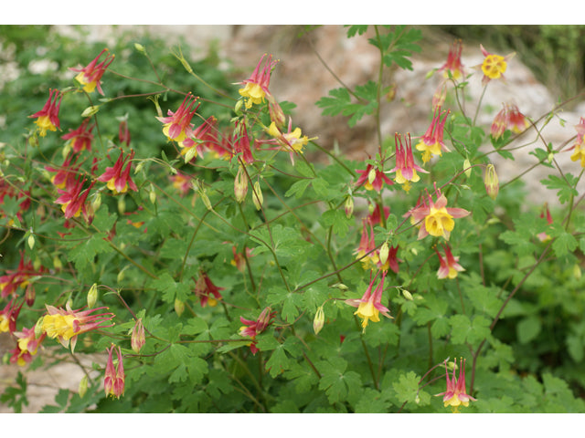 Aquilegia canadensis (Columbine)