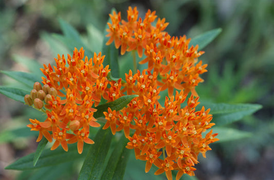 Asclepias tuberosa (Butterfly Milkweed)