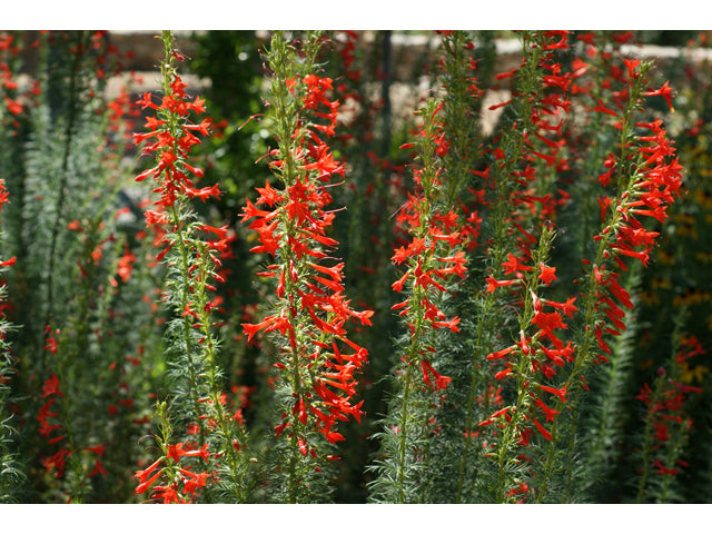 Ipomopsis rubra (Standing Cypress)