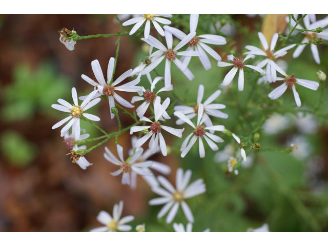 Symphyotrichum oolentangiense (Sky Blue Aster)