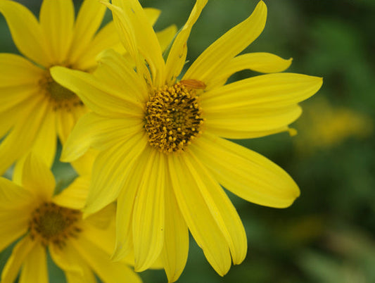 Helianthus maximiliani (Maximilian Sunflower)