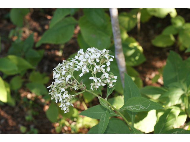 Verbesina virginica (Frostweed)