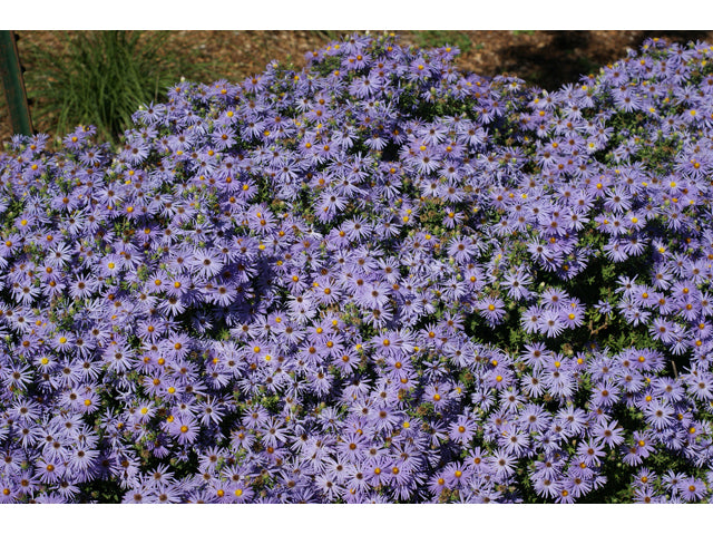 Symphyotrichum oblongifolium (Aromatic Aster)