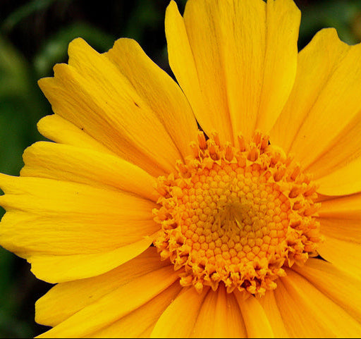 Coreopsis grandiflora (Large Flower Coreopsis)