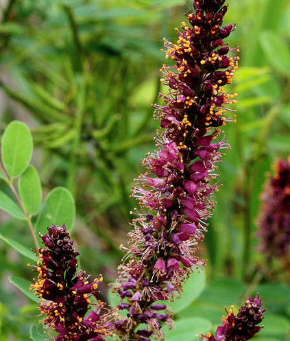 Amorpha fruticosa (False Indigo Bush)