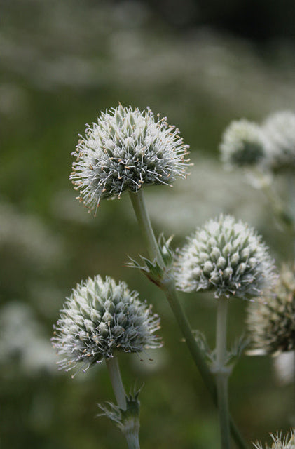 Eryngium yuccifolium (Rattlesnake Master)